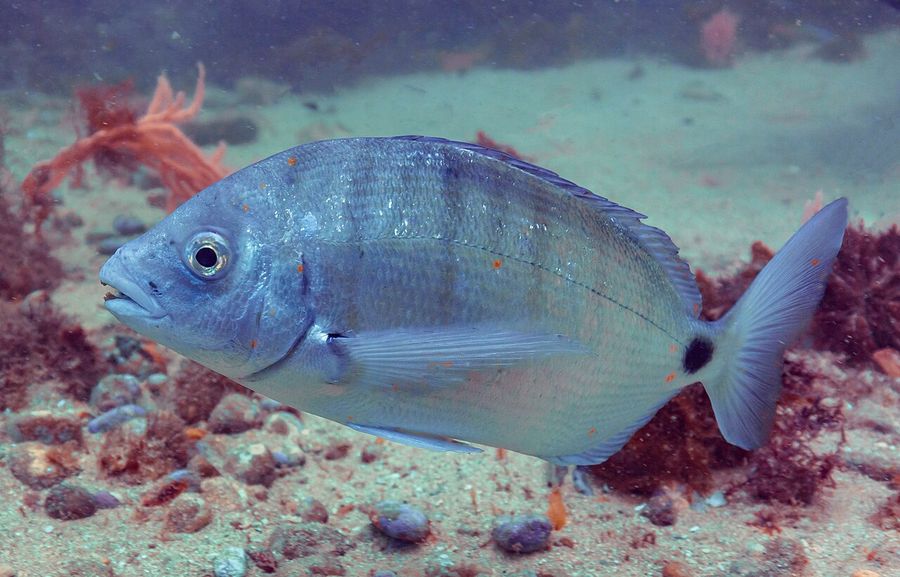 Peixe na Arrábida