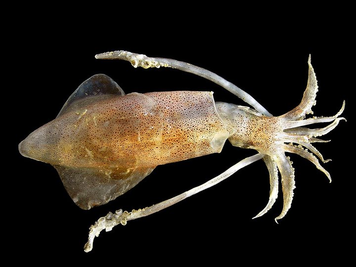Lula (Loligo vulgaris)