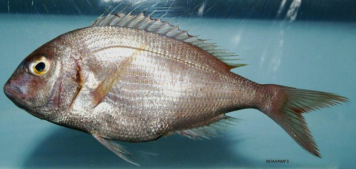 Pargo (Pagrus pagrus)