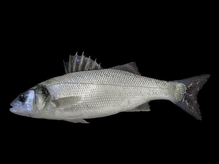 Robalo (Dicentrarchus labrax)